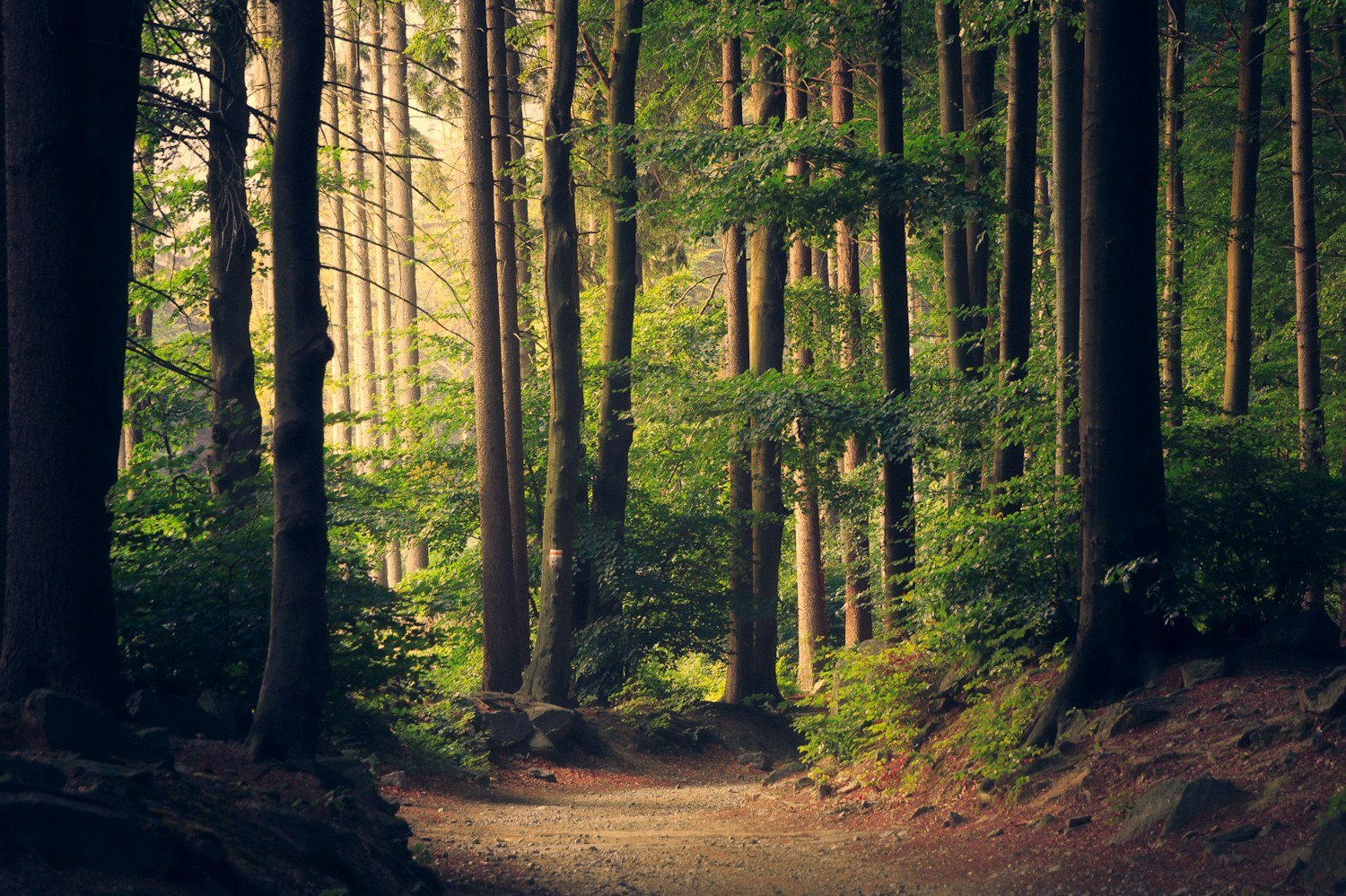 What a familiar path leaves room for — illustrative photography